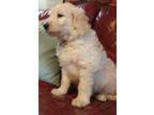 Goldendoodle Puppy for sale in Pelzer, SC, USA