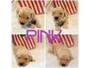 Goldendoodle Puppy for sale in Sunbury, PA, USA