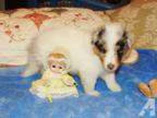 Shetland Sheepdog Puppy for sale in LITTLETON, CO, USA