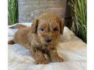 Shih-Poo Puppy for sale in Mansfield, OH, USA