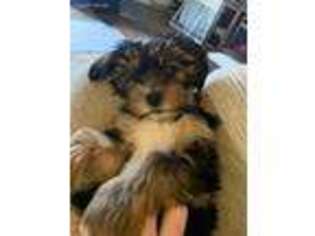 Yorkshire Terrier Puppy for sale in Grimes, IA, USA