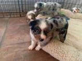 Miniature Australian Shepherd Puppy for sale in Lumberton, MS, USA