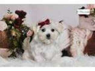 Maltese Puppy for sale in Fort Wayne, IN, USA