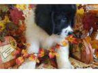 Newfoundland Puppy for sale in North Platte, NE, USA
