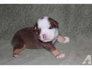 Olde English Bulldogge Puppy for sale in DALLAS, TX, USA