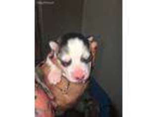 Siberian Husky Puppy for sale in Aurora, IL, USA