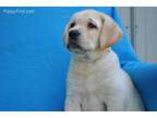 Labrador Retriever Puppy for sale in Elroy, WI, USA