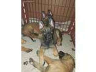 Belgian Malinois Puppy for sale in Ladson, SC, USA