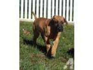 Great Dane Puppy for sale in SAINT CHARLES, MO, USA
