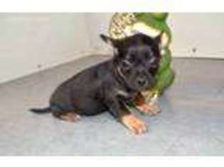 Chihuahua Puppy for sale in Pomona, MO, USA