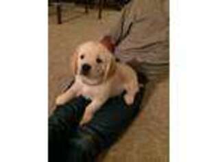 Golden Retriever Puppy for sale in Congerville, IL, USA