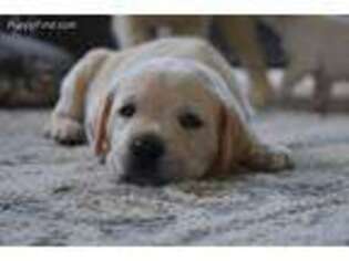 Labrador Retriever Puppy for sale in Sicklerville, NJ, USA