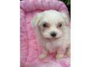 Maltese Puppy for sale in Sparta, TN, USA