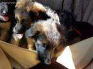 German Shepherd Dog Puppy for sale in Boise, ID, USA