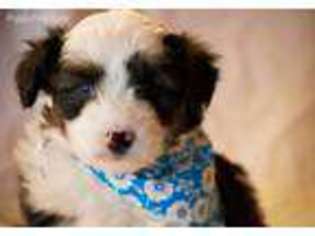 Mutt Puppy for sale in Manton, MI, USA