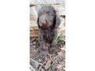 Labradoodle Puppy for sale in Hinton, OK, USA