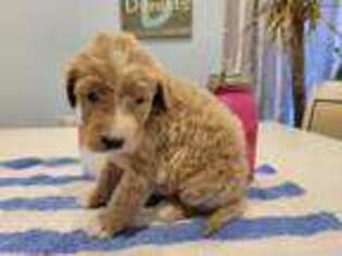 Goldendoodle Puppy for sale in Muscatine, IA, USA