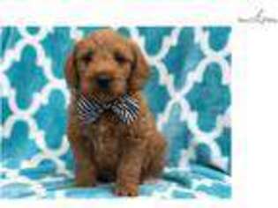 Labradoodle Puppy for sale in Lancaster, PA, USA