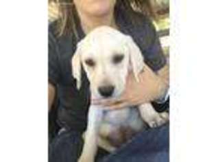Labrador Retriever Puppy for sale in Canton, TX, USA