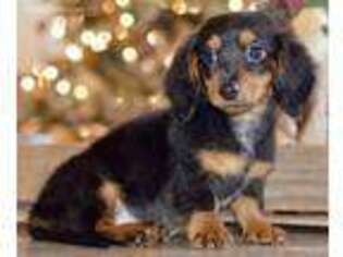 Dachshund Puppy for sale in Anderson, MO, USA