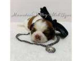 Mutt Puppy for sale in Fredericktown, MO, USA