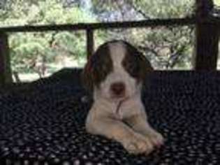 Border Collie Puppy for sale in Blanco, TX, USA