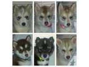 Siberian Husky Puppy for sale in ROCHESTER, NY, USA