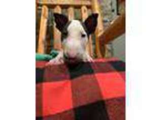 Bull Terrier Puppy for sale in De Queen, AR, USA