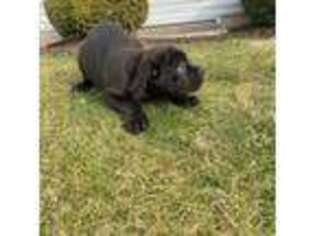 Cane Corso Puppy for sale in Lancaster, PA, USA