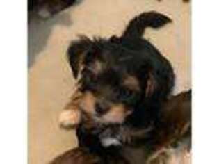 Yorkshire Terrier Puppy for sale in New Port Richey, FL, USA
