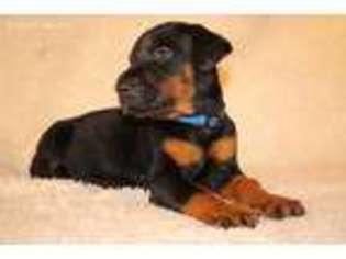 Doberman Pinscher Puppy for sale in Harrisonville, MO, USA