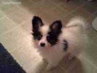 Papillon Puppy for sale in Stonewall, OK, USA