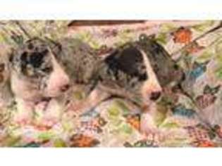Great Dane Puppy for sale in Magnolia, MS, USA