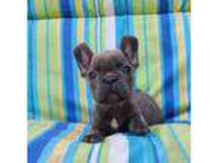 French Bulldog Puppy for sale in Amherst, WI, USA