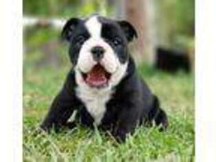 Bulldog Puppy for sale in WEST PALM BEACH, FL, USA