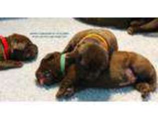 Labrador Retriever Puppy for sale in Elkton, FL, USA
