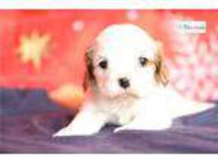 Cavalier King Charles Spaniel Puppy for sale in Fort Wayne, IN, USA