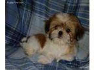 Mal-Shi Puppy for sale in Rockaway, NJ, USA