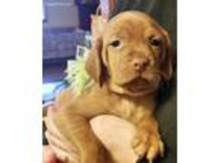 Vizsla Puppy for sale in East Aurora, NY, USA