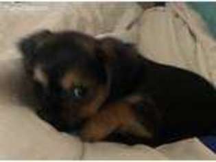 Chorkie Puppy for sale in Sparks, NV, USA