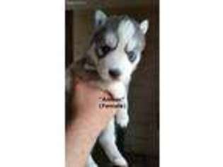 Siberian Husky Puppy for sale in North Adams, MI, USA