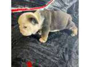 Bulldog Puppy for sale in Altamont, TN, USA