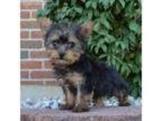 Yorkshire Terrier Puppy for sale in Celina, OH, USA