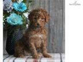 Goldendoodle Puppy for sale in Harrisburg, PA, USA