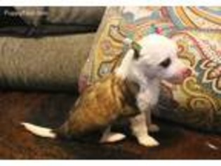Chinese Crested Puppy for sale in Bastrop, TX, USA