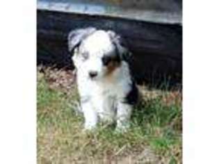 Miniature Australian Shepherd Puppy for sale in Ashland, VA, USA