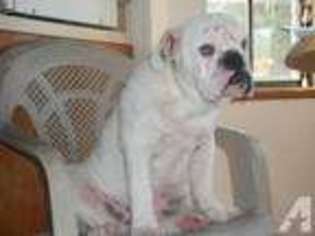 Bulldog Puppy for sale in BOIS D ARC, MO, USA