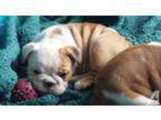 Bulldog Puppy for sale in OXFORD, NC, USA