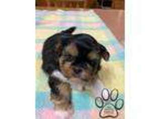 Mutt Puppy for sale in Bethel, PA, USA
