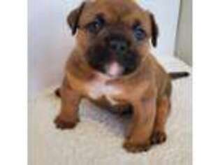 Mutt Puppy for sale in Staten Island, NY, USA